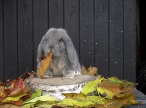 Lionhead rabbit health