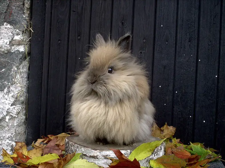 types of fluffy bunnies