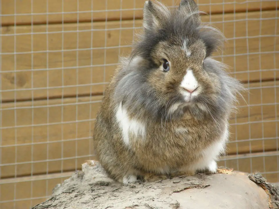 lionhead rabbit health