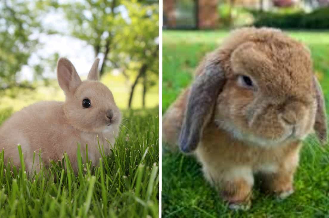 Holland Lop Size Chart