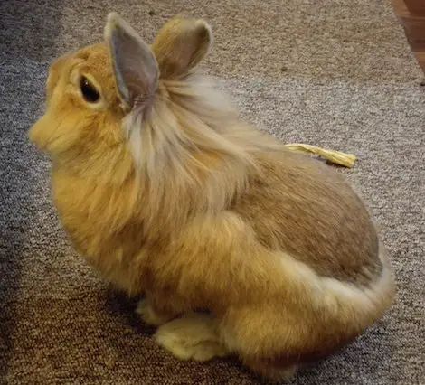 lionhead rabbits shedding