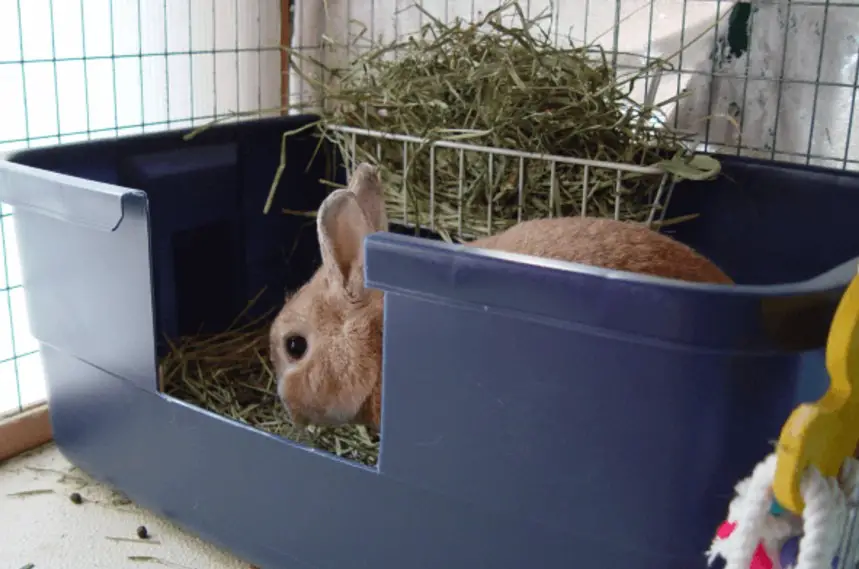 how to litter train a bunny