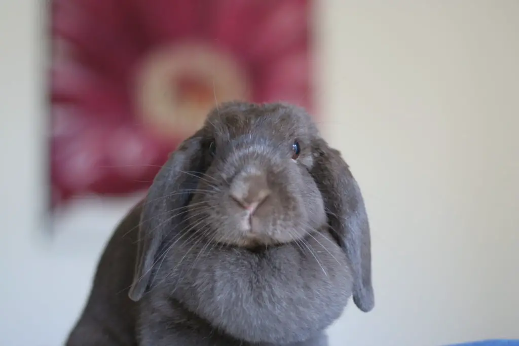 Holland Lop rabbit as Pet