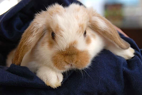 holland lop