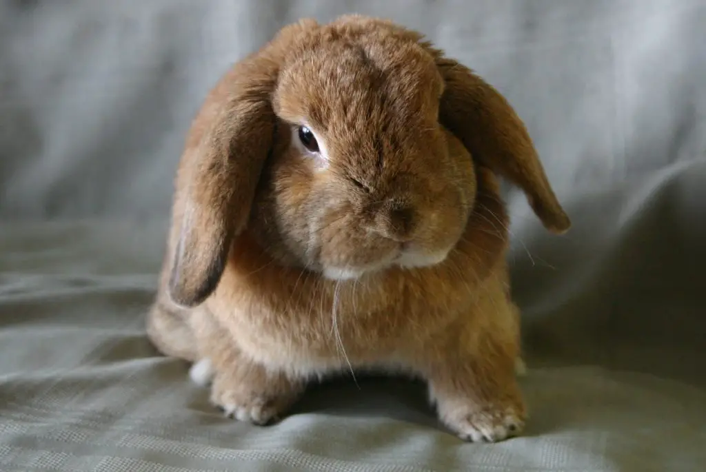 rabbit neutering cost, rabbit spaying cost