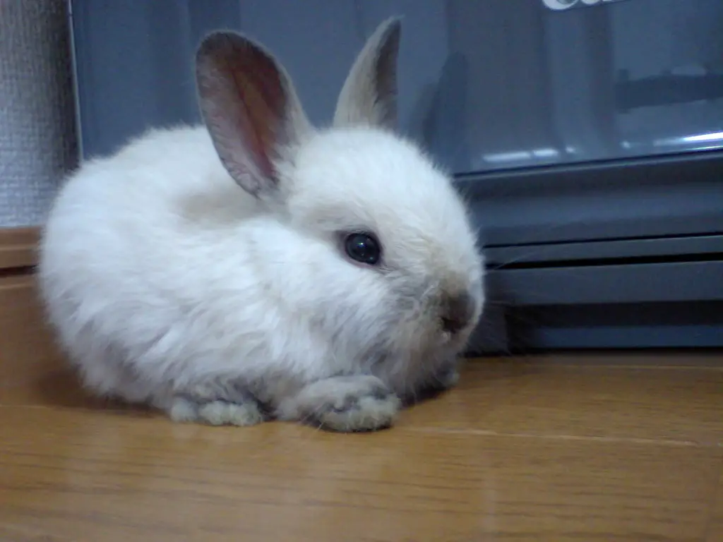 Netherlan dwarf smallest rabbit breed