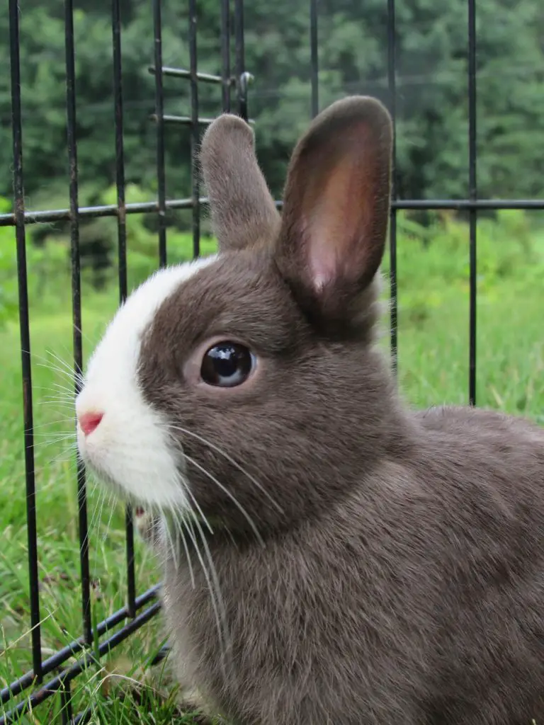 netherland dwarf litter size