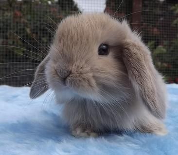 mini lops bunnies