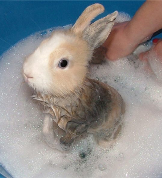 Do Rabbits Need Baths? Rabbit Care Blog