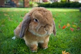 Holland lop vs Mini lop