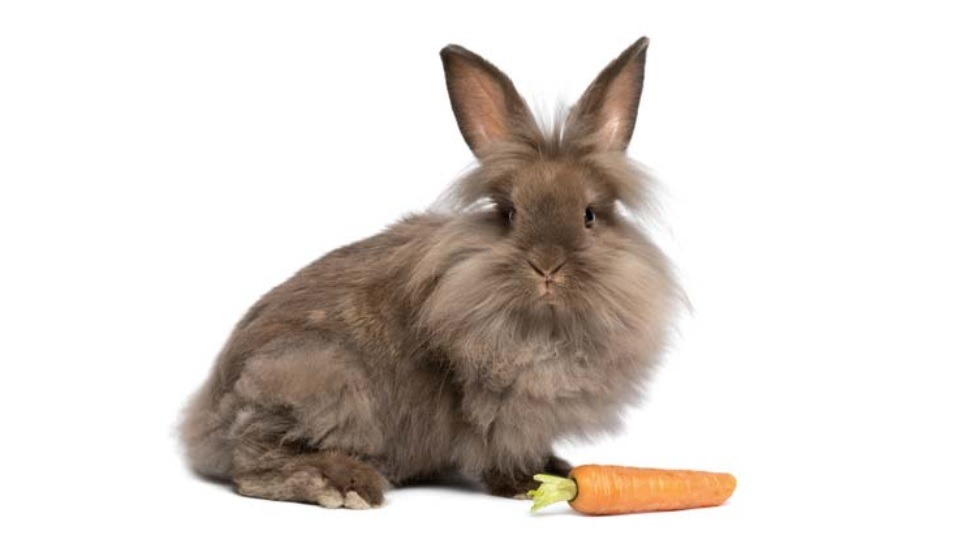 baby dwarf lionhead bunny