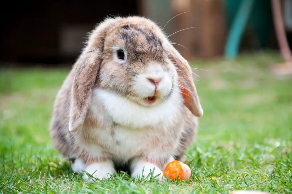 Holland Lop Size Chart