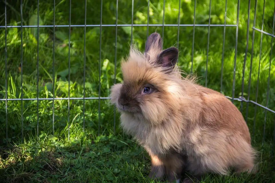 dwarf lionhead bunnies for sale near me