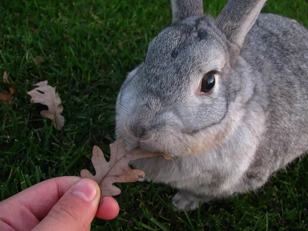 best rabbit breeds for children