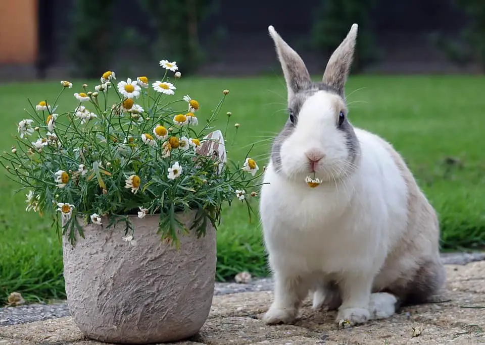  beste Kaninchenrassen für Kinder