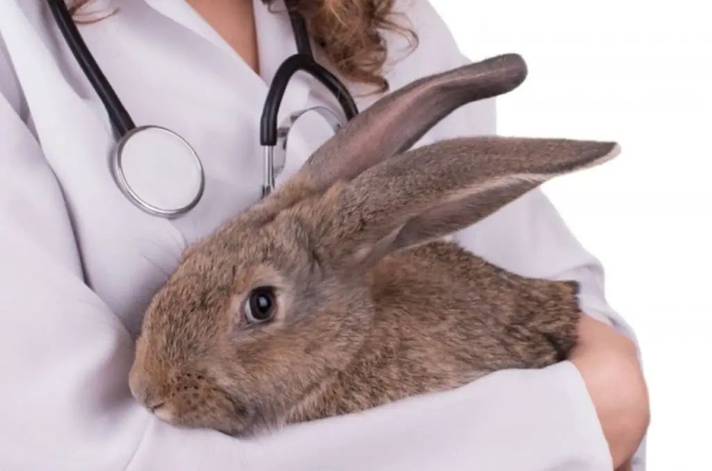 bunny vet care