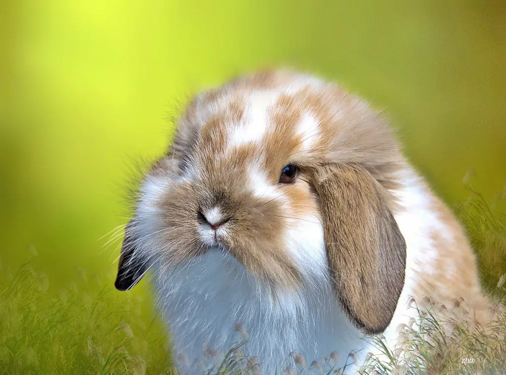 fluffy lop eared rabbit