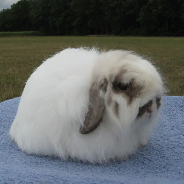 American Fuzzy Lop bunny