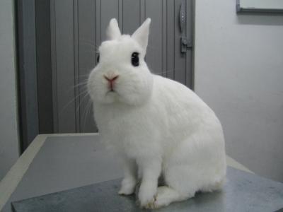 White Dwarf Hotot rabbit