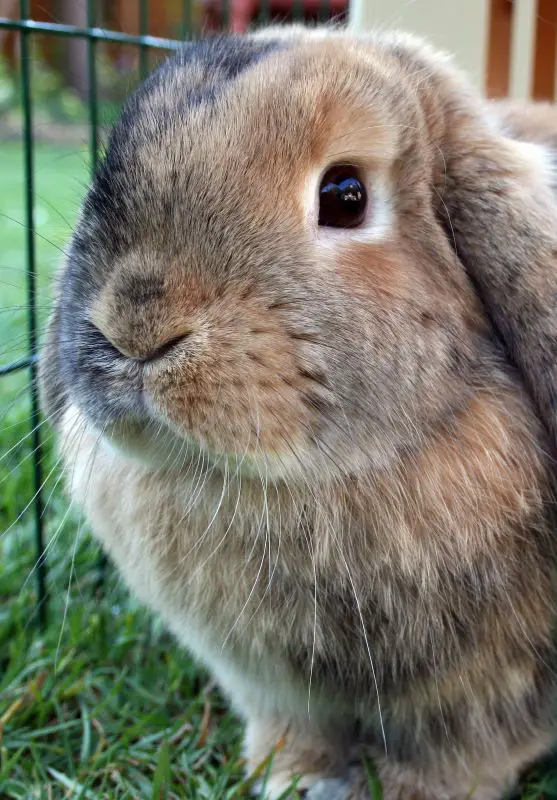 Mini Lop Weight Chart