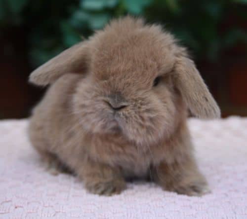 Holland Lop Size Chart