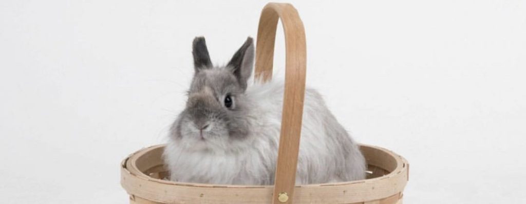 Jersey Wooly small bunny breeds