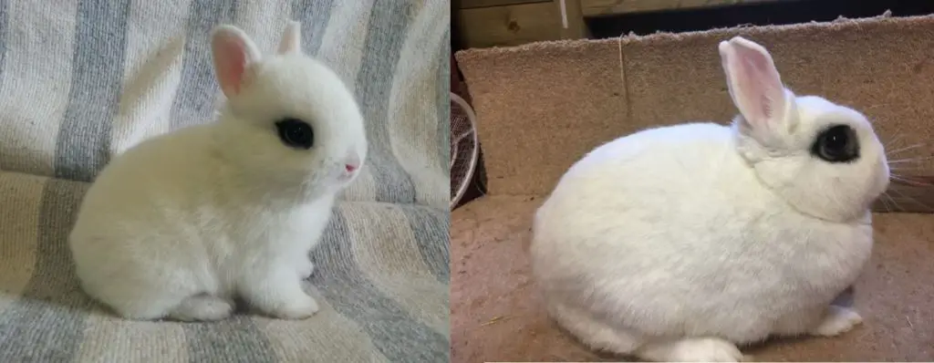 smallest bunny breed