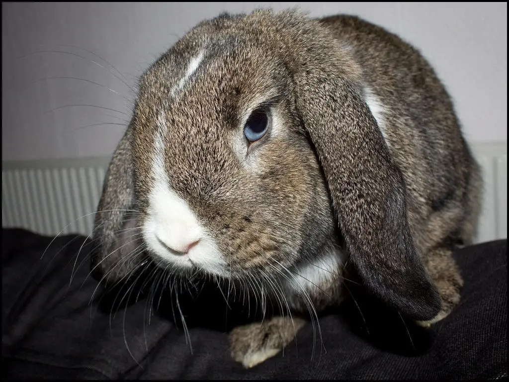 Holland lop smallest rabbit breeds