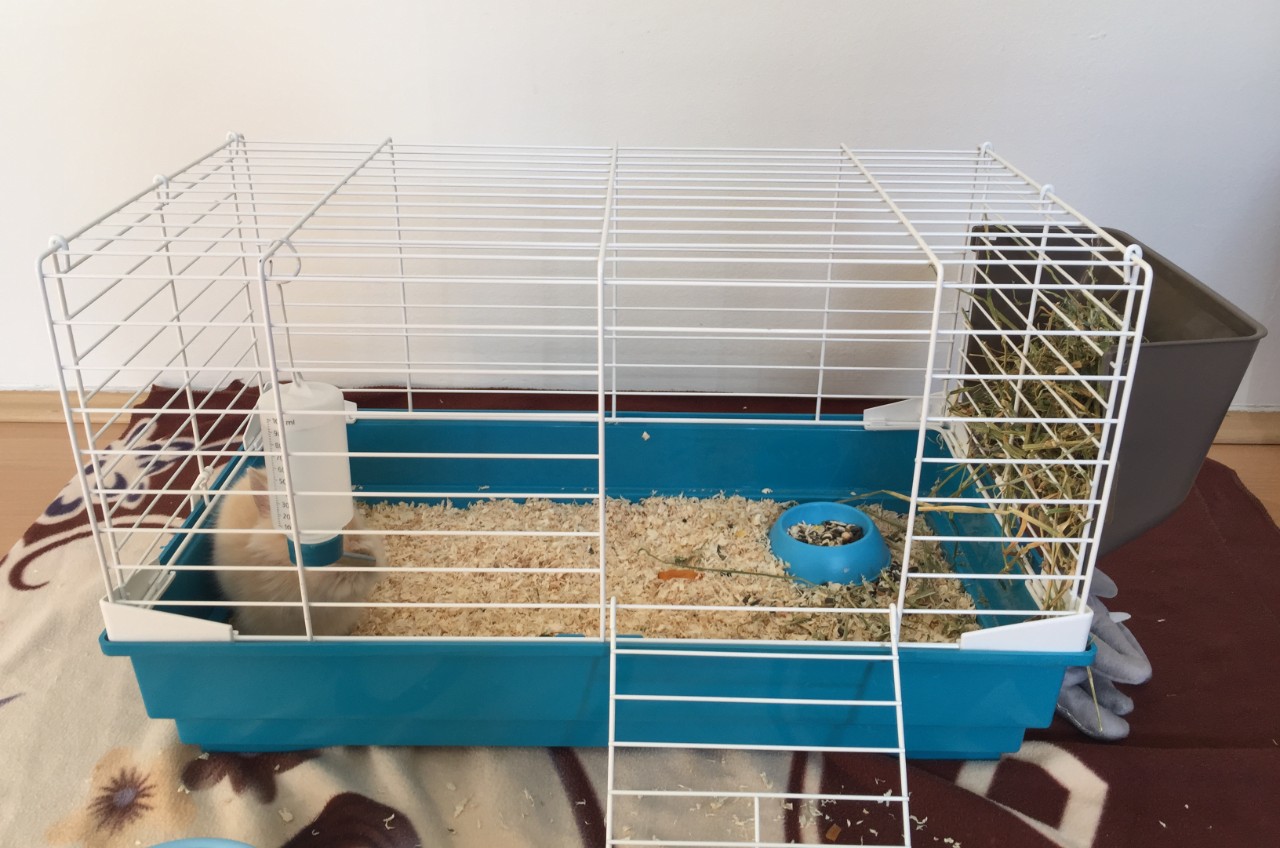 Setting up outlet a bunny cage