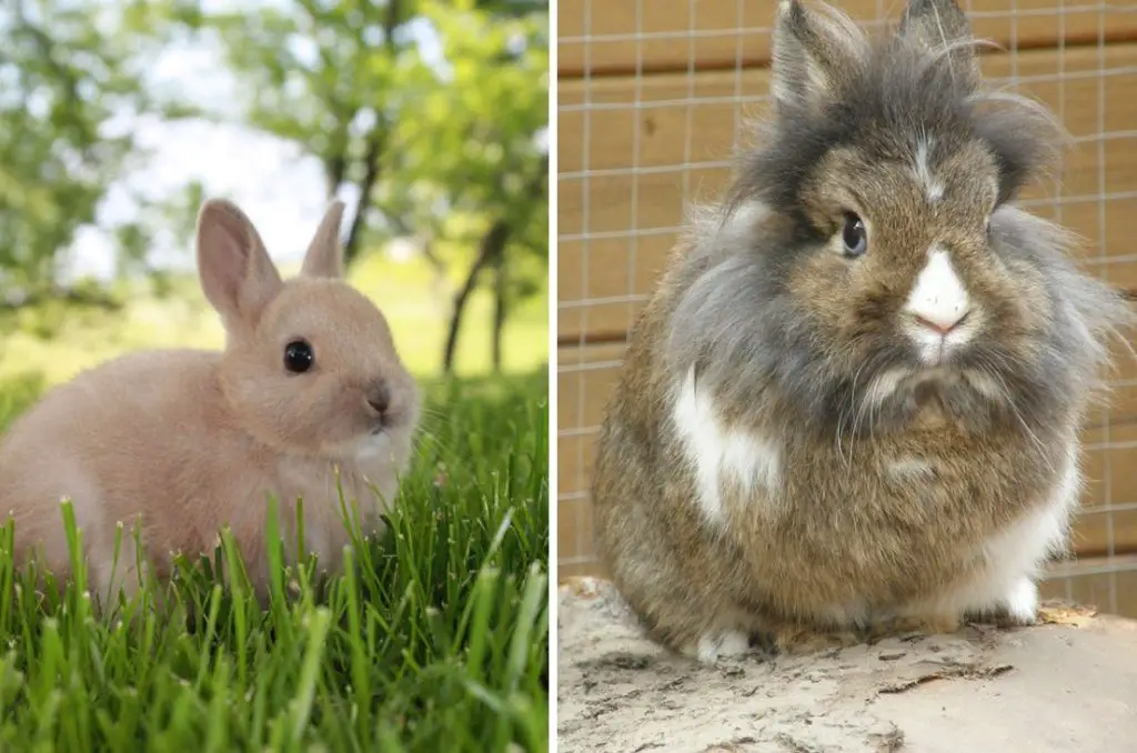 lionhead-vs-netherland-dwarf