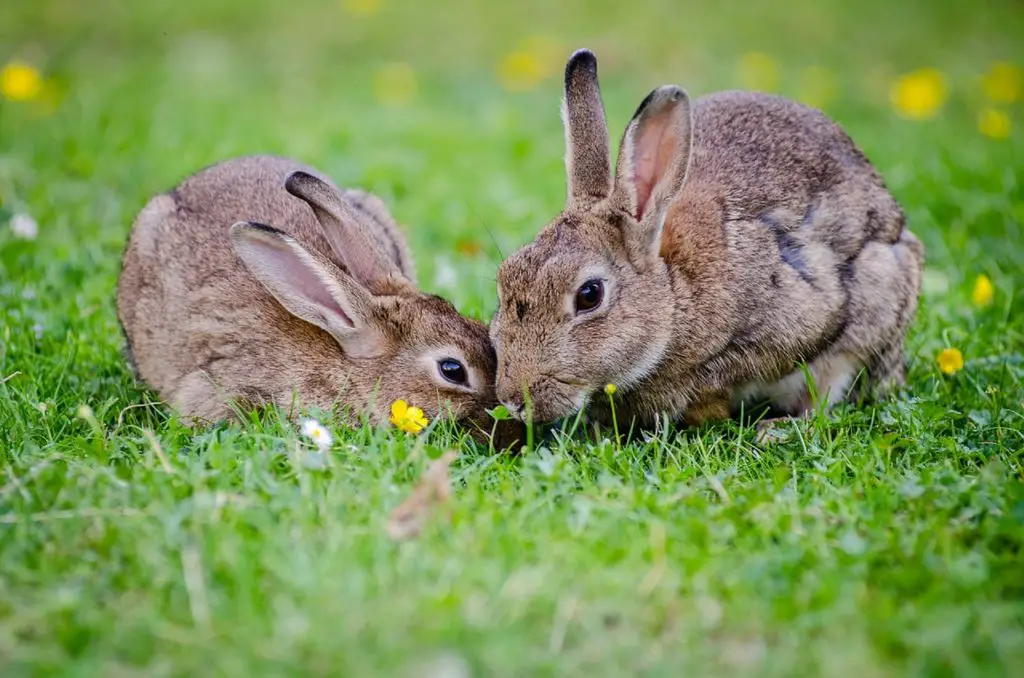 male or female rabbit