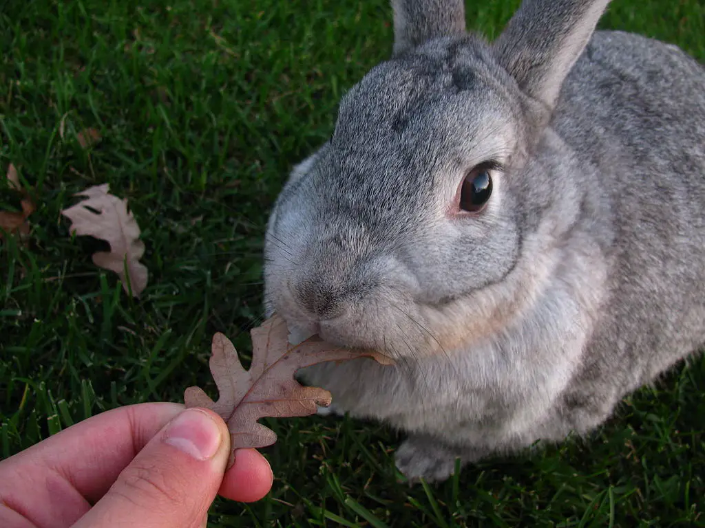 Are Rabbits Herbivores?
Are rabbits Carnivores or Omnivores?