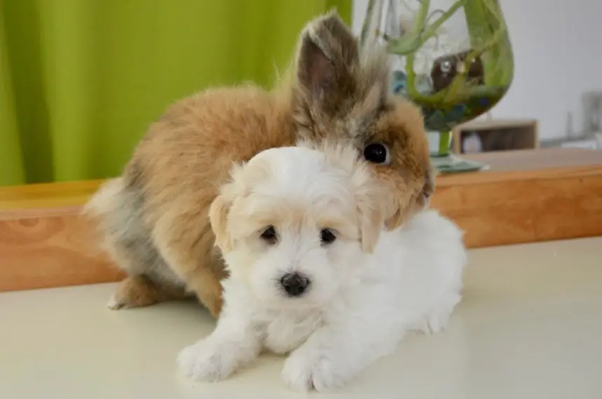 Can Rabbits and Dogs Live Together Rabbit Care Blog