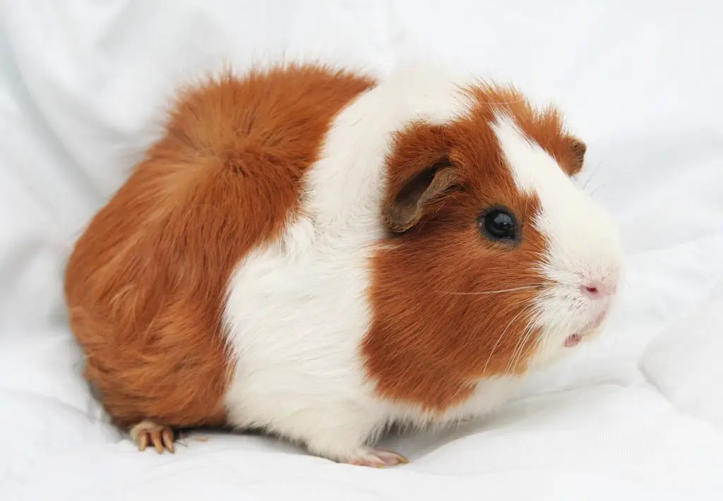 Can Rabbits And Guinea Pigs Live Together