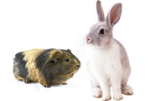 can rabbits and guinea pigs share same cage