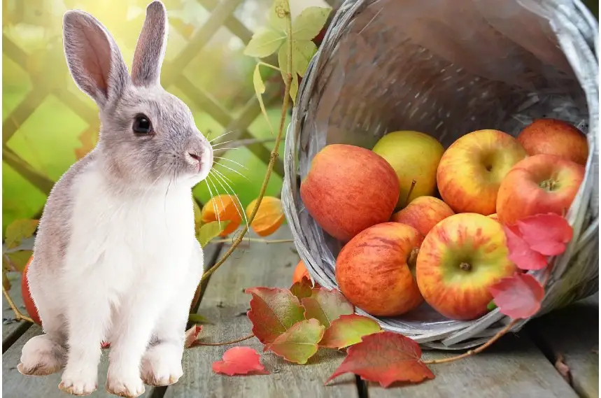 can rabbits eat apples