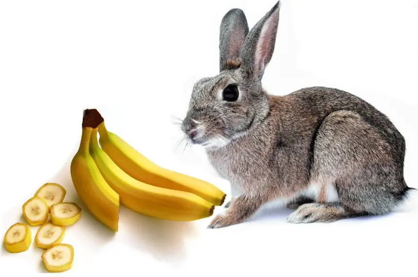 can rabbits eat bananas