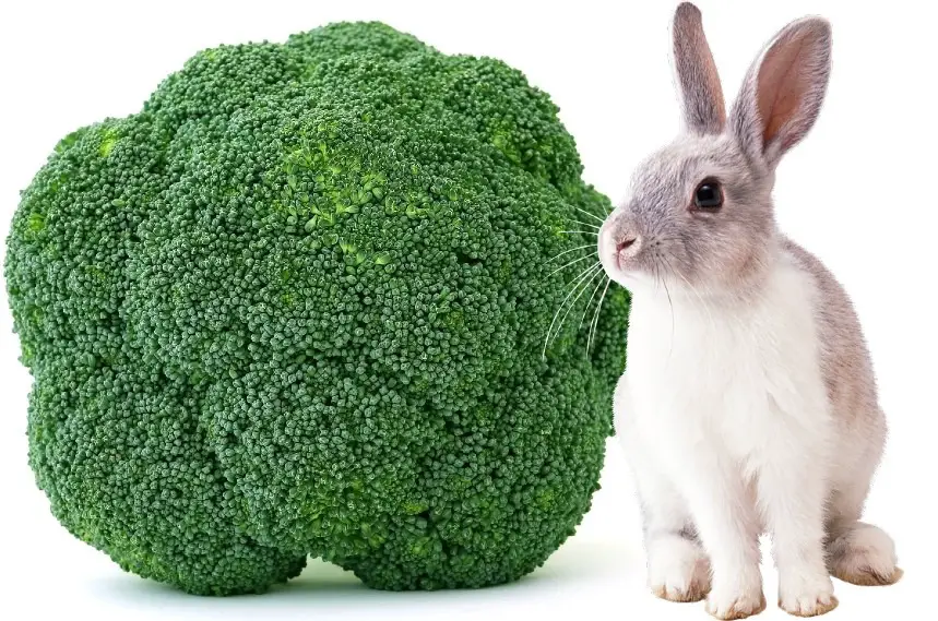 Can Rabbits Eat Broccoli - Let's Talk About Broccoli for ...