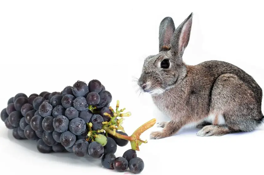 can-rabbits-eat-grapes