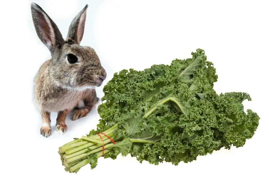 can-rabbits-eat-kale-petschoolclassroom