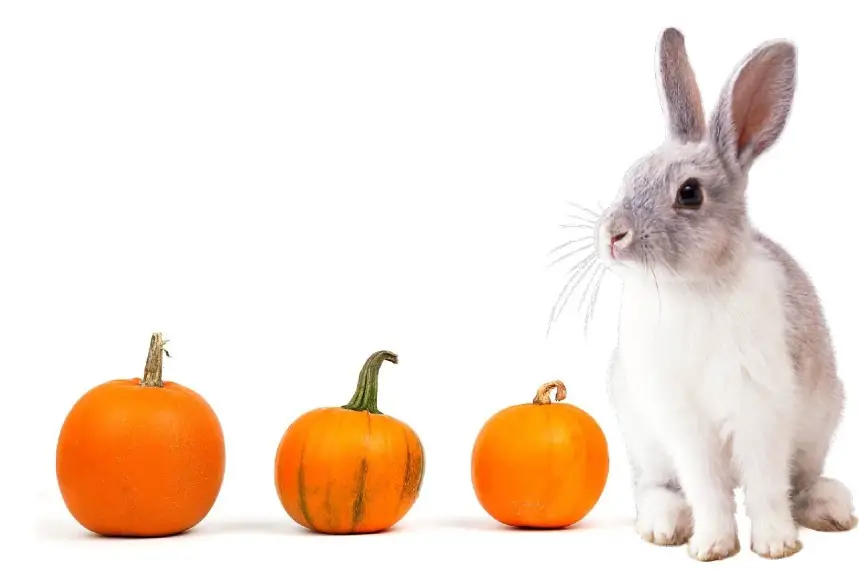 can rabbits eat pumpkin