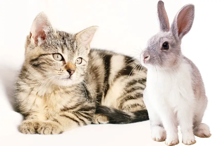 Can Rabbits And Cats Get Along Certainly But There A Potential Risk