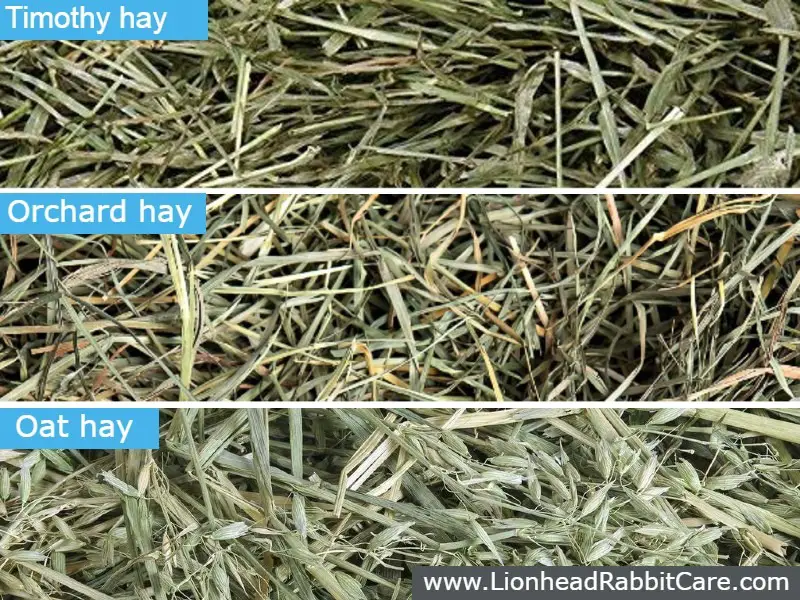 types of hay for rabbits