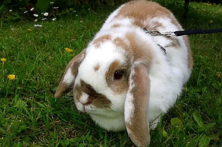 Can Rabbits Wear Collars, Can Rabbits Wear Harnesses, rabbit walk on a leash