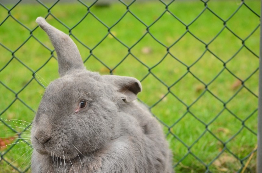 rabbit fence playpen indoor