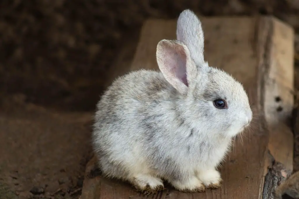 rabbit vs hamster as a pet