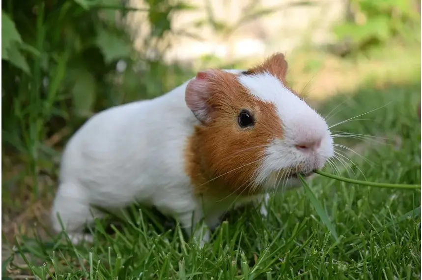 Can Rabbits And Guinea Pigs Live Together and be friends