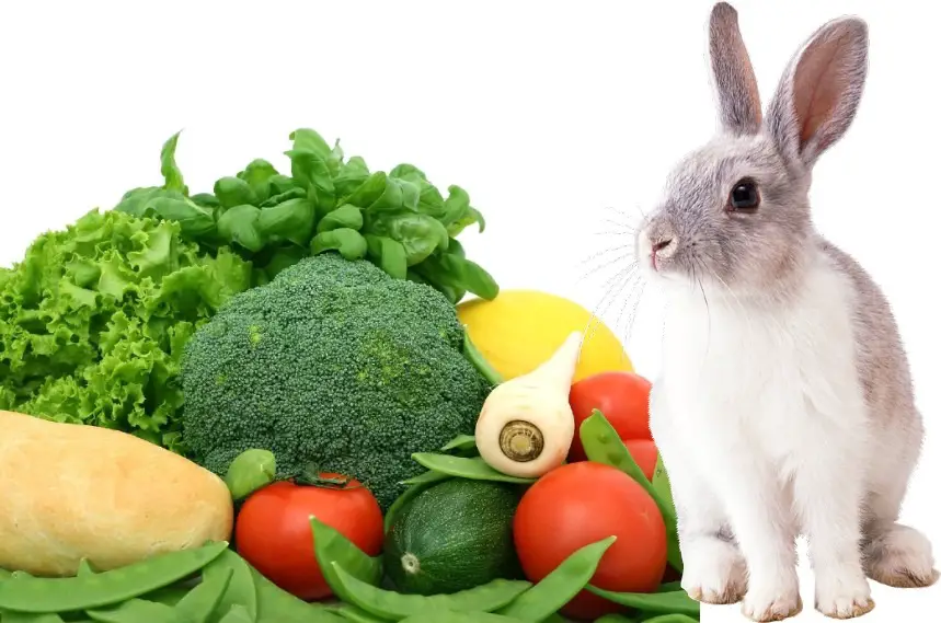 vegetable for rabbit