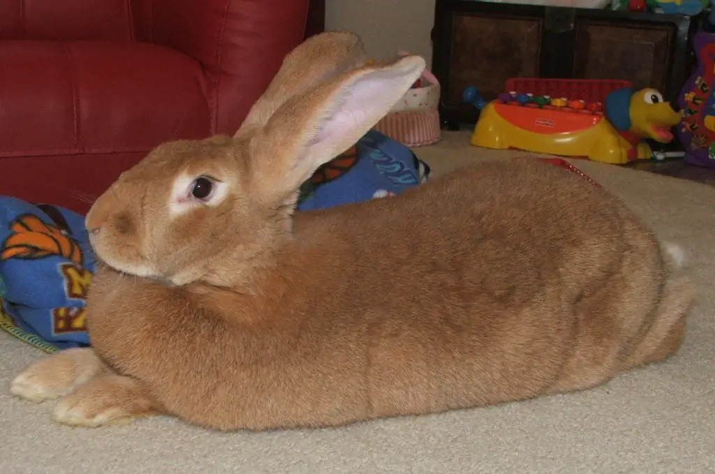 flemish giant largest rabbit breed