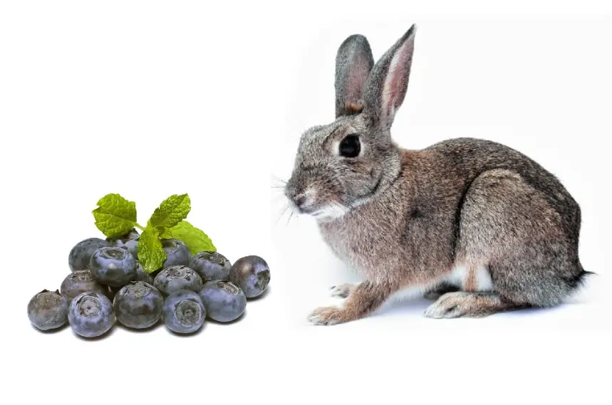 can rabbits eat blueberries